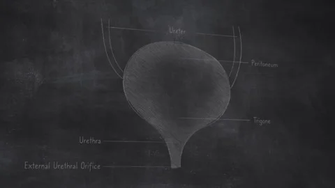 3D Human Bladder Anatomy Hand Drawn On Chalkboard Stock Footage 244312449
