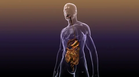 digestive system gif