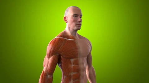 3D human body Anatomy green background | Stock Video | Pond5