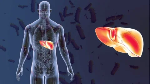 3D Human Body and Enlarged Glowing Liver with Floating Bacteria 動画素材 336900629