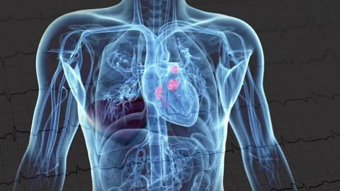 3D Human Body with Beating Heart and EKG Electrocardiogram Lines Stock Footage 337048262
