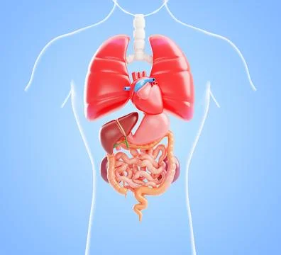 3D human body internal organs anatomy model - thyroid, heart, lungs, stomach Stock-Illustration