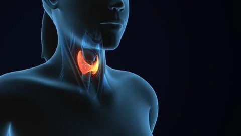 3D Human Body Thyroid Gland Anatomy Illustration