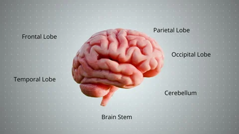 	 3D Human Brain Anatomy Model with Part Labels. Stock Footage 336719580