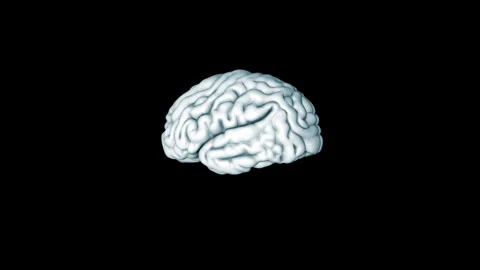 3D Human Brain Anatomy Wireframe and Solid Medical Visualization 動画素材 338390163