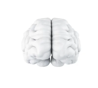 3d Human brain. イラスト素材