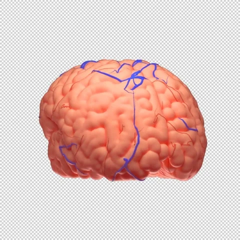 3D Human Brain Loop - Medical Animation 1080x1080 스톡 동영상 312772149