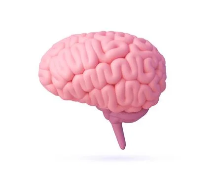 3D human brain model for body anatomy medicine Stock Illustration