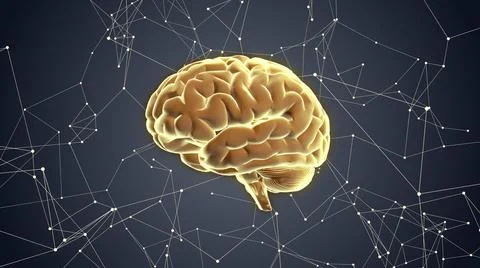 3d human brain on plexus background Stock Illustration