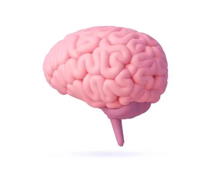 3d human brain rendered on clean white background 库存插图