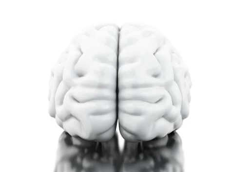 3d Human brain. Science anatomy concept Illustrazione stock