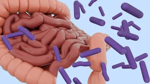 A 3d human digestive system with rod-shaped purple Shigella bacteria. Stock Illustration