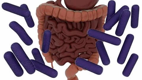 A 3d human digestive system with rod-shaped purple Shigella bacteria. Stock Illustration