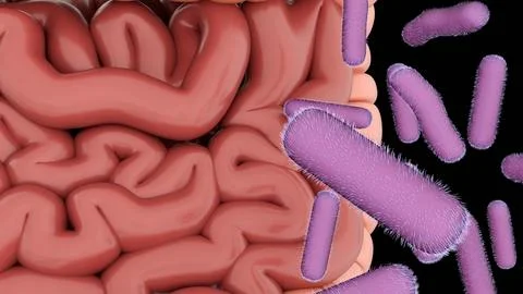 A 3d human digestive system with rod-shaped purple Shigella bacteria. Stock Illustration