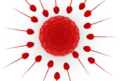 3d Human egg insemination. Stock-Illustration