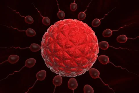 3d Human egg insemination Stock Illustration