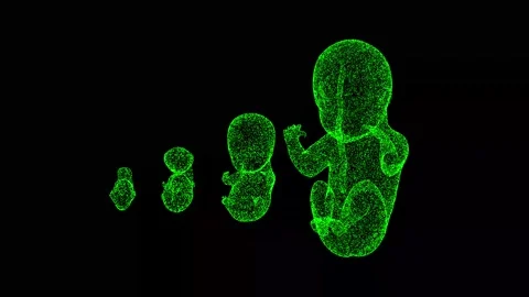 3D human Embryo rotates on black bg. The development of the human embryo Stock Footage 243521081