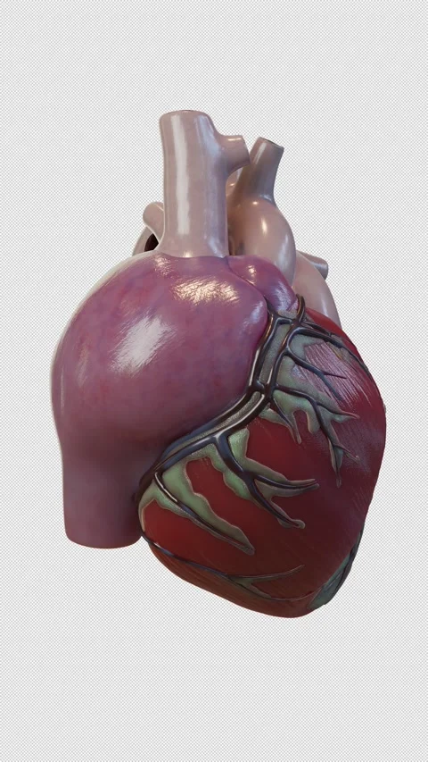 3D Human Heart Beating Anatomical Left Side View Stock Footage 336003478