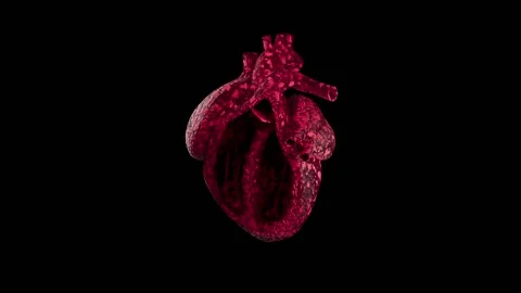 3D Human Heart Beating Animation. Seamless Loop on Black Background. Stock Footage 170167397