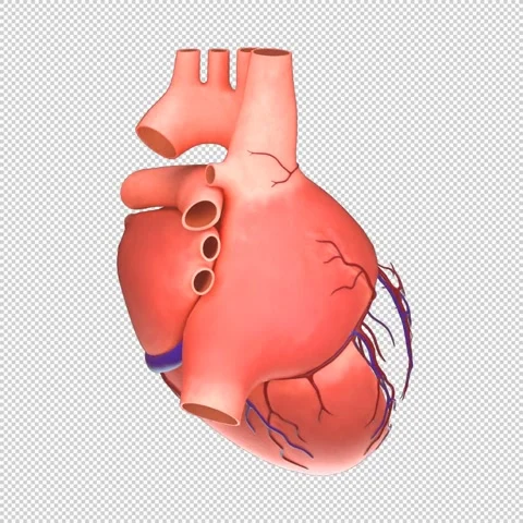 3D Human Heart Cross-Section Rotation Loop - Medical Anatomy Animation 1080x1080 스톡 동영상 312772211