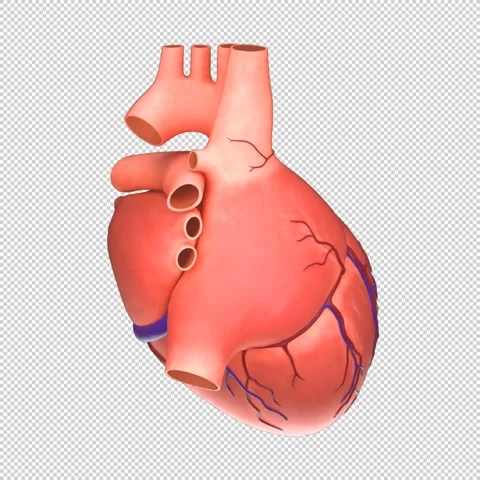 3D Human Heart Rotation Loop - Medical Anatomy Animation 1080x1080 스톡 동영상 312772156
