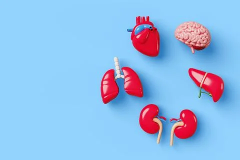3d human internal organs banner. Cartoon medical poster with brain, heart, lungs Illustrazione stock