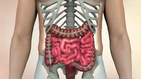 3D Of Human Internal Organs Stock Illustration