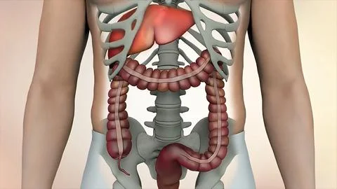 3D Of Human Internal Organs Stock Illustration