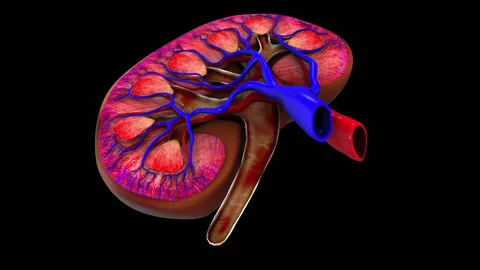 3D Human Kidney Stock Footage 133280337