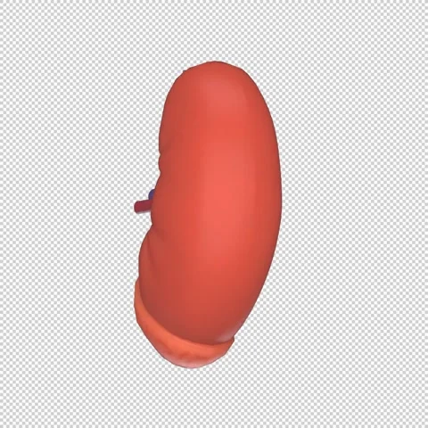 3D Human Kidney Rotation Loop - Medical Animation 1080x1080 스톡 동영상 312772200