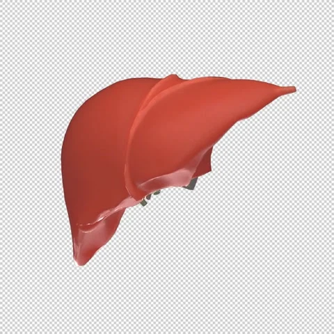 3D Human Liver Rotation Loop - Medical Animation 1080x1080 스톡 동영상 312772217