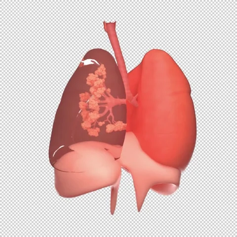 3D Human Lung Rotation Loop - Medical Animation 1080x1080 스톡 동영상 312772237