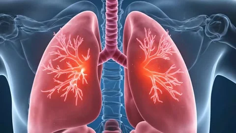 3D Human Lungs Anatomy Stock Footage 323818115