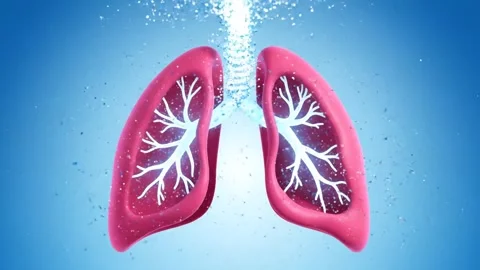 3D Human Lungs with Bronchi Stock Footage 324741274