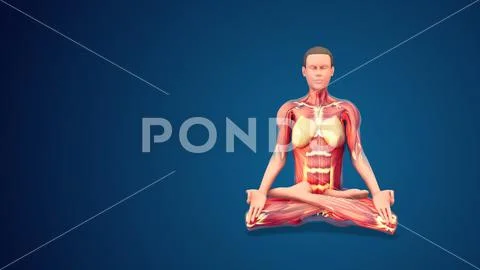3D male figure with partial muscle map in yoga pose Stock Illustration |  Adobe Stock