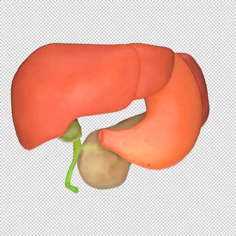 3D Human Pancreas Rotation Loop - Medical Animation 1080x1080 스톡 동영상 312772244
