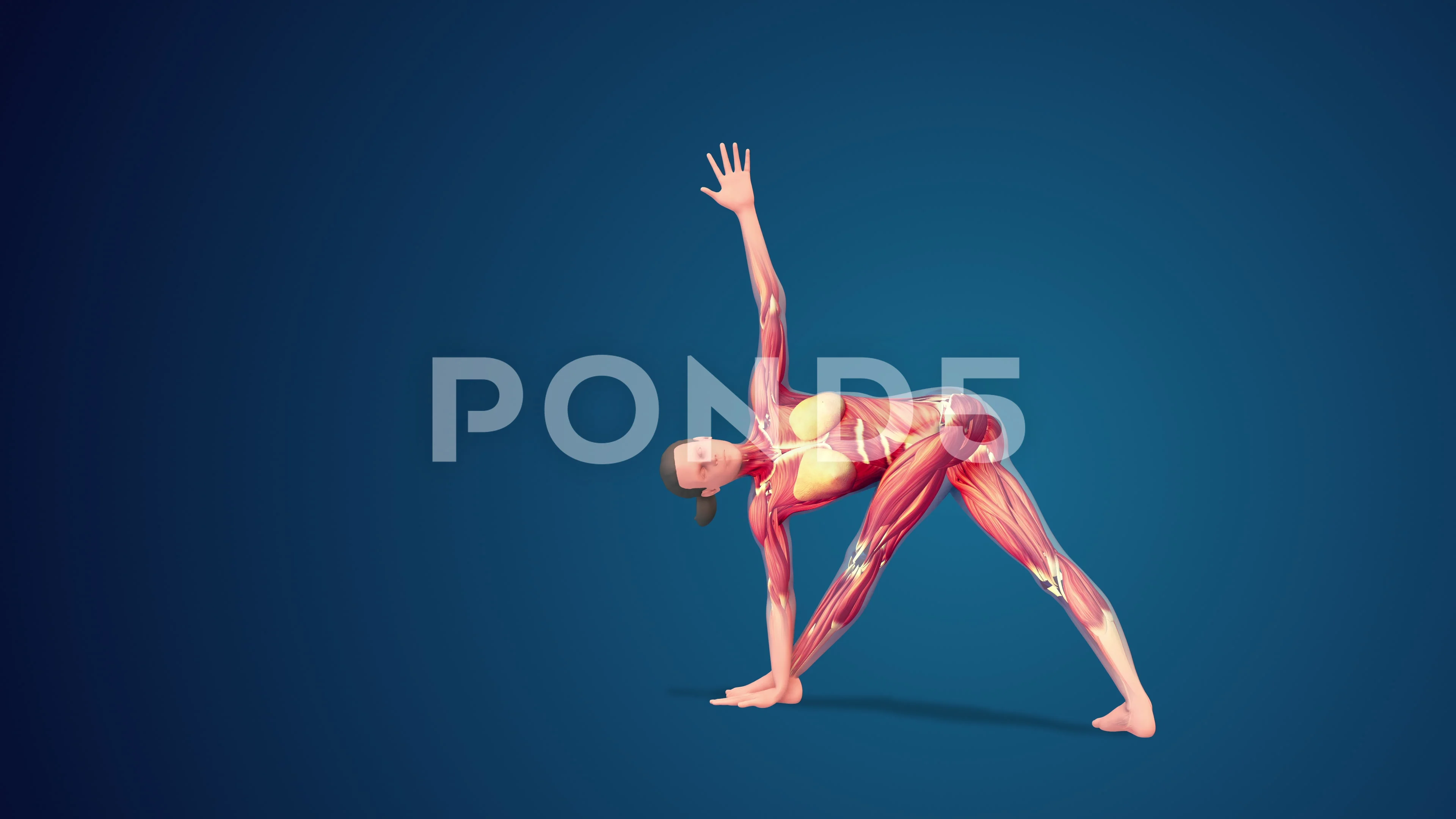 Yoga Pose Virabhadrasana II - Buy Royalty Free 3D model by Lily-Yoga Poses  (@Lily-Yoga3D) [d64fbdb]