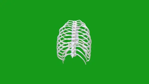 3D Human Rib Cage Rotation on Green Screen – Anatomy Animation Stock-Footage 332712436