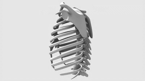 3d human ribs rotating in a seamless loop on an alpha channel background Stock Footage 139972729