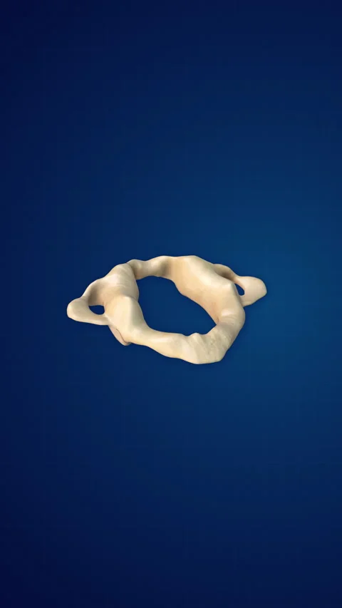 3D Human Skeleton and Bone Structure Atlas Stock Footage 296792728