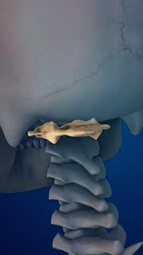 3D Human Skeleton and Bone Structure Atlas Ilustración de archivo