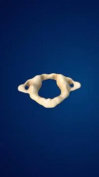 3D Human Skeleton and Bone Structure Atlas Illustration