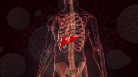3D Human Skeleton and Organs with Highlighted Liver on Dark Background Stock Footage 336900579