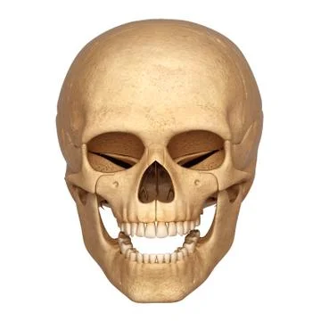 3d human skull Stock-Illustration