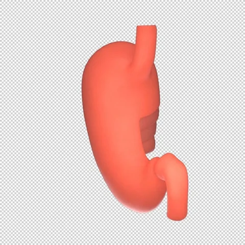 3D Human Stomach Cross-Section Rotation Loop - Medical Animation 1080x1080 스톡 동영상 312772252