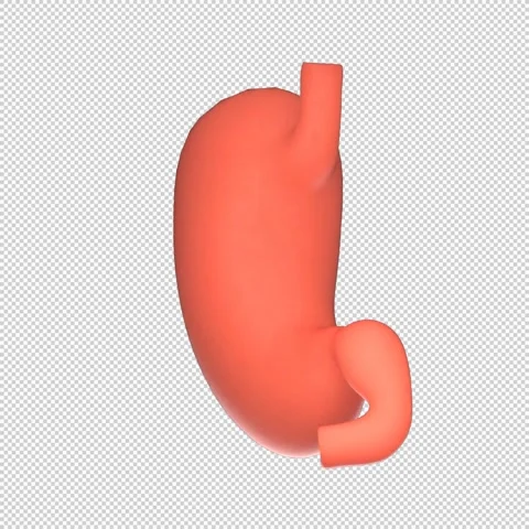 3D Human Stomach Rotation Loop - Medical Animation 1080x1080 스톡 동영상 312772262