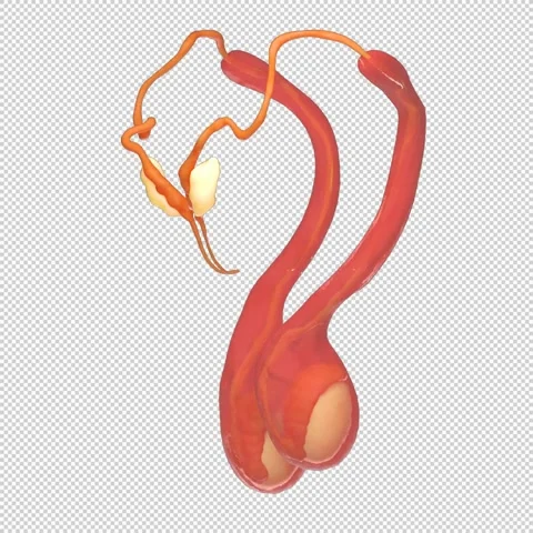3D Human Testicle Rotation Loop - Medical Animation 1080x1080 스톡 동영상 312772260