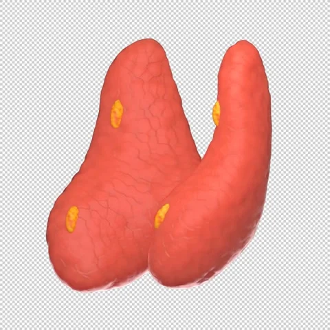 3D Human Thyroid Rotation Loop - Medical Animation 1080x1080 스톡 동영상 312772266