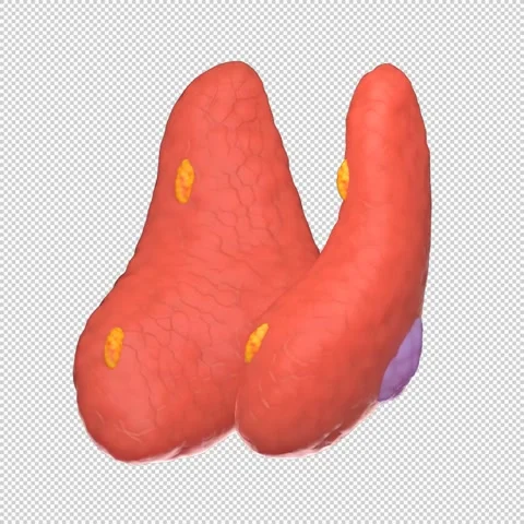 3D Human Thyroid with Tumor Animation - Medical Loop 1080x1080 스톡 동영상 312772161