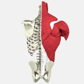 3D Human Torso Anatomy model Stock Illustration